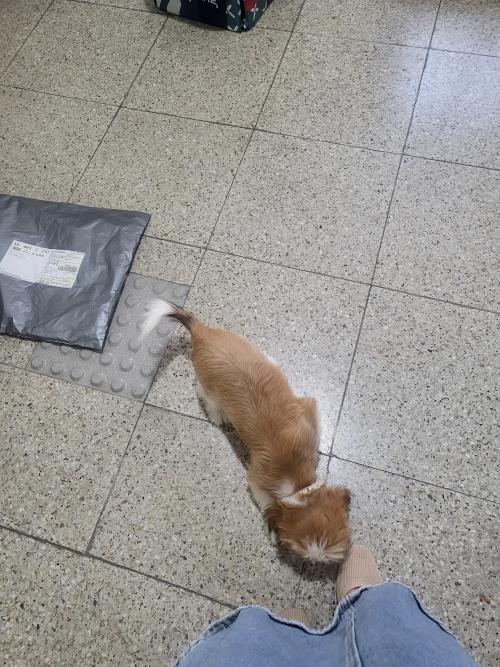 여아 시츄 보호중. 방울달린목줄착용