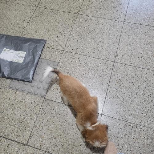 여아 시츄 보호중. 방울달린목줄착용