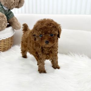 [5만원] 2개월령 푸들 코코 가족을 찾아요 ❤