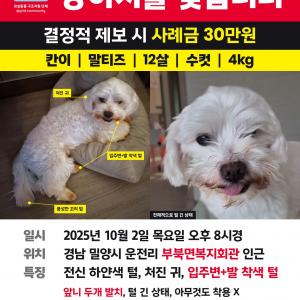 말티즈  찾습니다