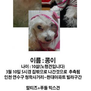 강아지 찾습니다. 말티즈 푸들 믹스견-고령견입니다.