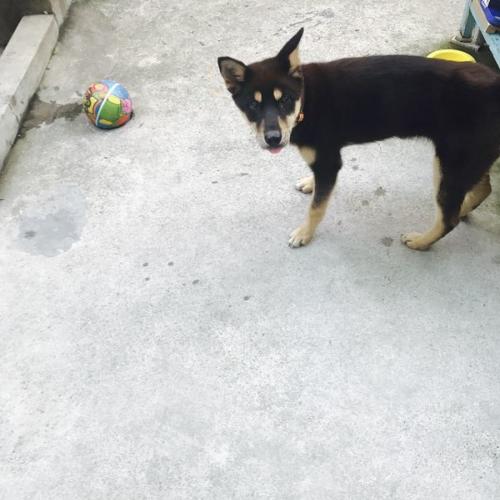 수원 정자동 암컷 강아지 보호중