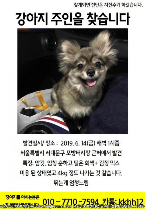 서대문에서 포메 ?치와와  ? 합체한강아지를 보호하고있어요 ㅠㅠ