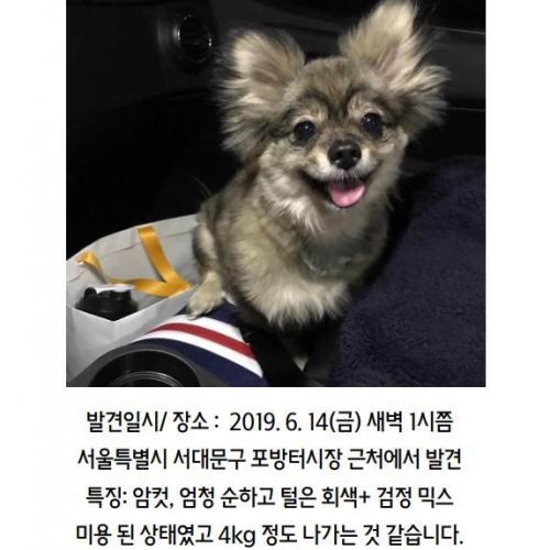 서대문에서 포메 ?치와와  ? 합체한강아지를 보호하고있어요 ㅠㅠ