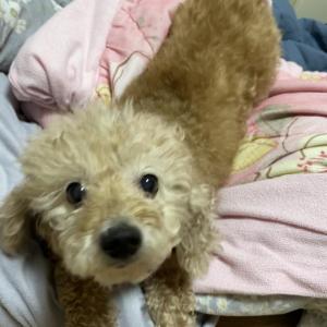 밍키를 찾습니다