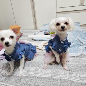 영주시원축제장에서 강아지 잃어버렸어요