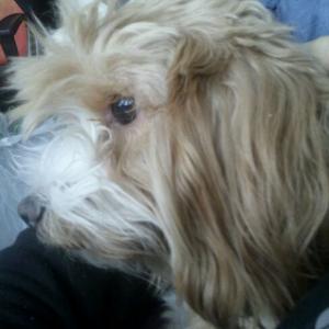 저희 강아지 보신분..