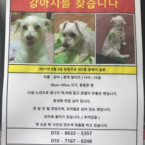 강아지 찾습니다