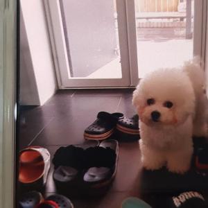 비숑프리제 여아  찿습니다