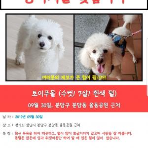 경기 성남 강아지 찾습니다ㅠㅠ