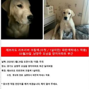 ★찾았습니다!!)  라브라도 리트리버 크림색! 파란색 하네스 착용!