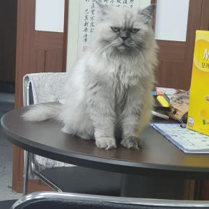 고양이를 찾아요
