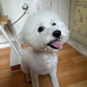 비숑을 찾습니다