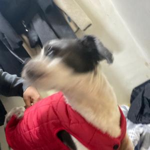 구미 인의동 강아지 찾아요