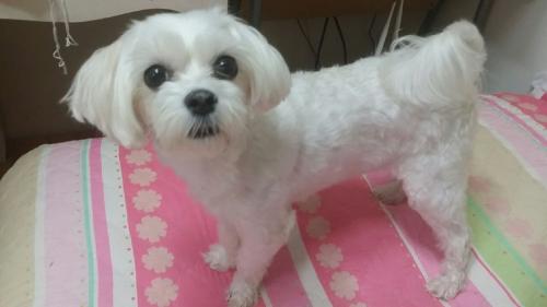 8월27일 은평구 역촌동 말티즈 여아 보호중입니다