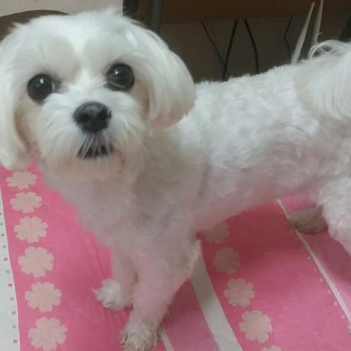 8월27일 은평구 역촌동 말티즈 여아 보호중입니다