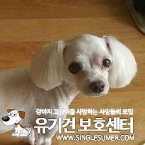 말티즈'난이'를찾습니다