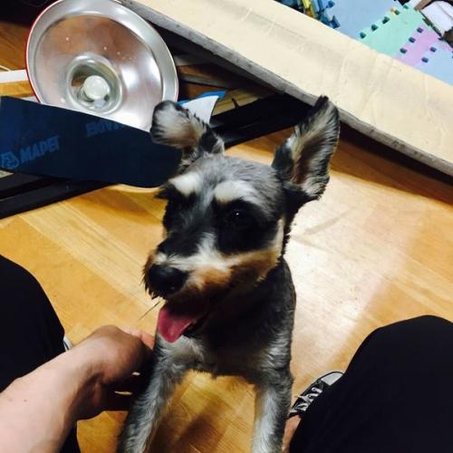 길잃은 강아지 주인분 찾아요