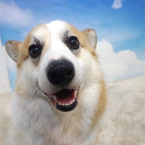 2살된 웰시코기 남아 무료분양합니다