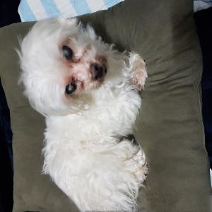 말티즈를 찾습니다.