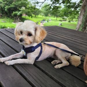 장성 말티푸 찾습니다