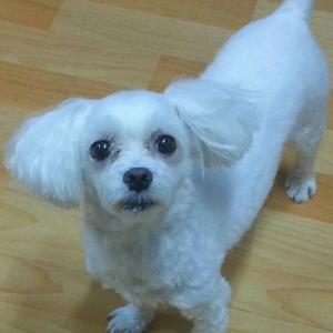 (유기견.강아지 찾아요)말티즈 수컷