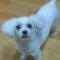 (유기견.강아지 찾아요)말티즈 수컷