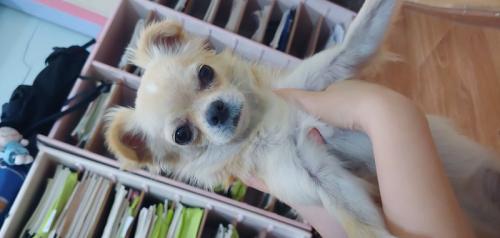 치와와 보호중입니다