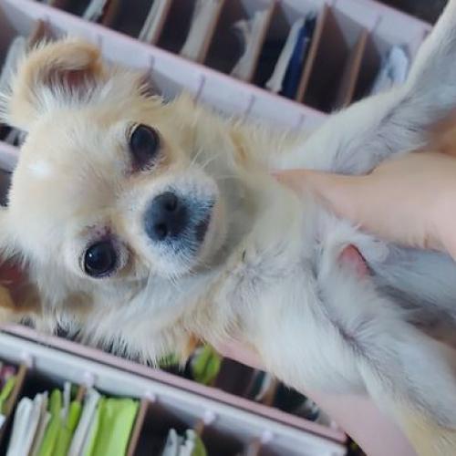 치와와 보호중입니다