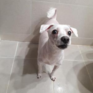 인천 중구 을왕동에서 흰색 말티즈(현재 털이 짧은상태, 말티즈 치고는 큰편)를 찾습니다