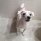 인천 중구 을왕동에서 흰색 말티즈(현재 털이 짧은상태, 말티즈 치고는 큰편)를 찾습니다