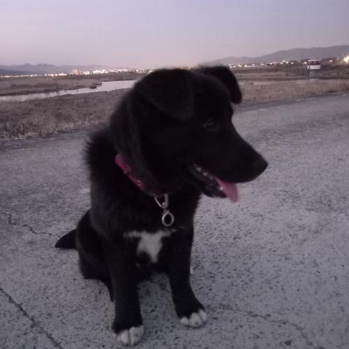 대형견 좋아하시는분 찾습니다