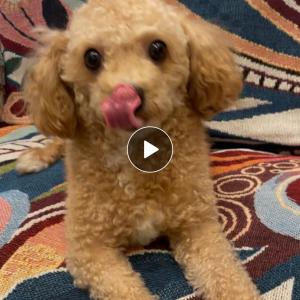 암컷 푸들 찾습니다ㅜㅜ