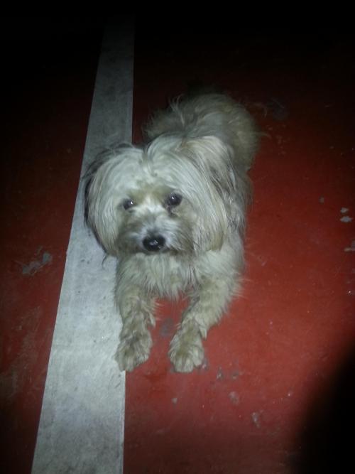 [안산시 월피동] 말티즈 잃어버린강아지 가족을 찾습니다.