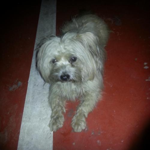 [안산시 월피동] 말티즈 잃어버린강아지 가족을 찾습니다.