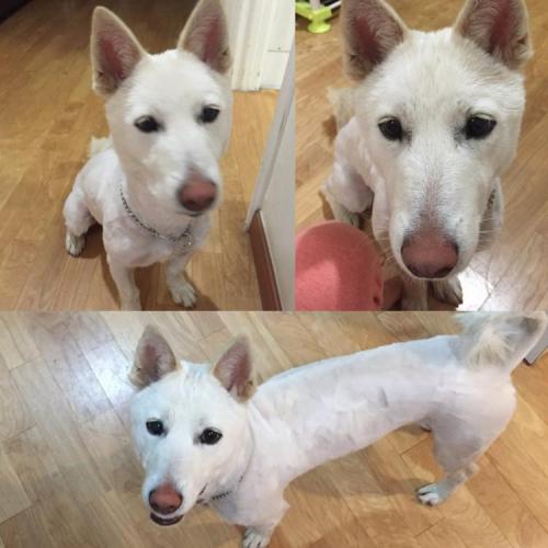 (입양완료)흰색 진돗개 믹스 눈망울이 무척 선한 아이에요..