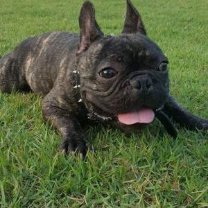 영등포여자고등학교쪽 프렌치불독 강아지 찾습니다