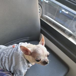 치와와를 찾습니다