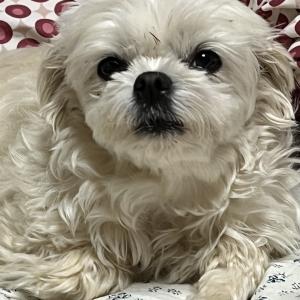 말티즈 9살 여아 보리를 찾습니다 사례하겠습니다