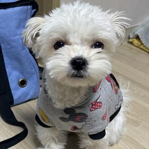 안양천에서 잃어버린 흰색 말티즈(잡종) 찾습니다