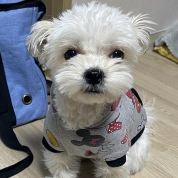 안양천에서 잃어버린 흰색 말티즈(잡종) 찾습니다