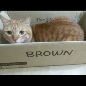 인천/간석/코숏치즈태비고양이찾아요