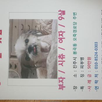 강아지를찾습니다