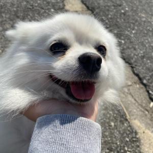 강아지를 찾습니다 제발 한번만 제대로 봐주세요