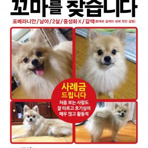 인천 잃어버린 포메라니안 꼬마를 찾습니다!!