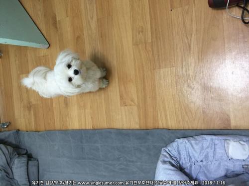 송탄출장소 에서 발견 보호중