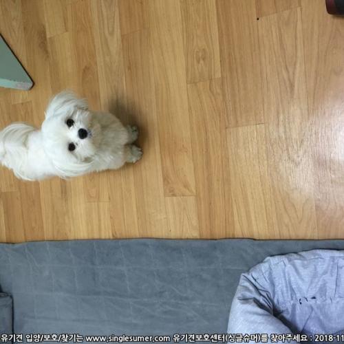 송탄출장소 에서 발견 보호중