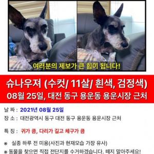 동구 용운동 슈나우저 찾아요