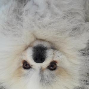 부산 영도구 에 흰색과 누런색이 비슷한 포매라니안 찾아요...도와주세요 목걸이 없음