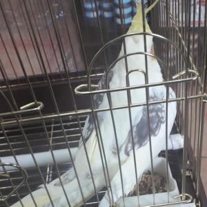 앵무새를 찿습니다  서울 금천구 시흥1동